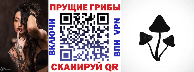 Купить закладки  Курчатов  Псилоцибиновые грибы Cubensis 